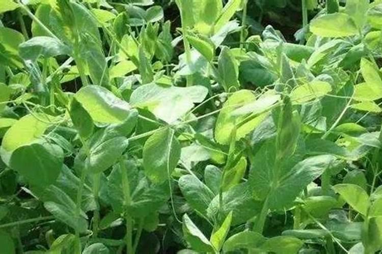 钾肥有哪些 钾肥是什么