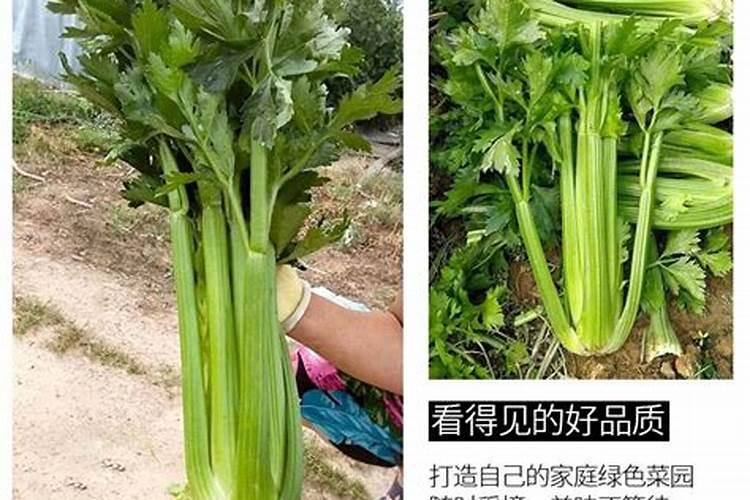 叶面肥分几种类型