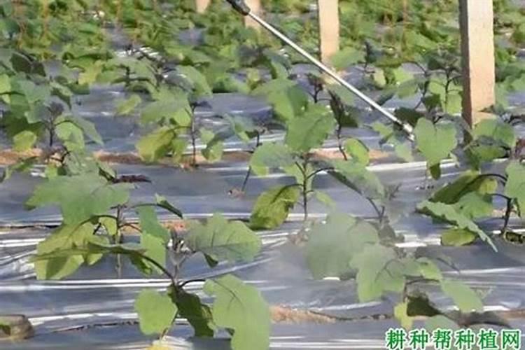 苦瓜施肥用什么肥料