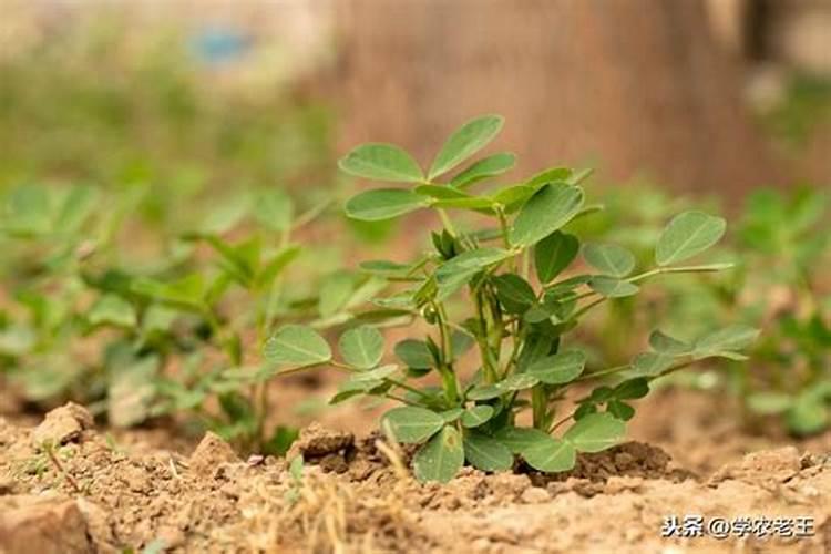 茉莉花用什么肥料好
