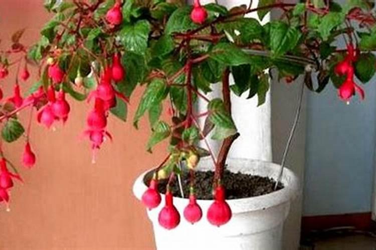 倒挂金钟适合上什么肥