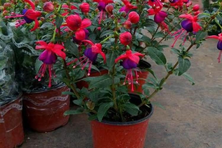 南瓜开花到成熟要多久