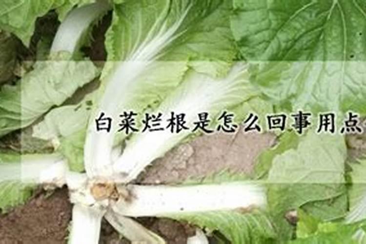 白菜追肥用什么肥料好？