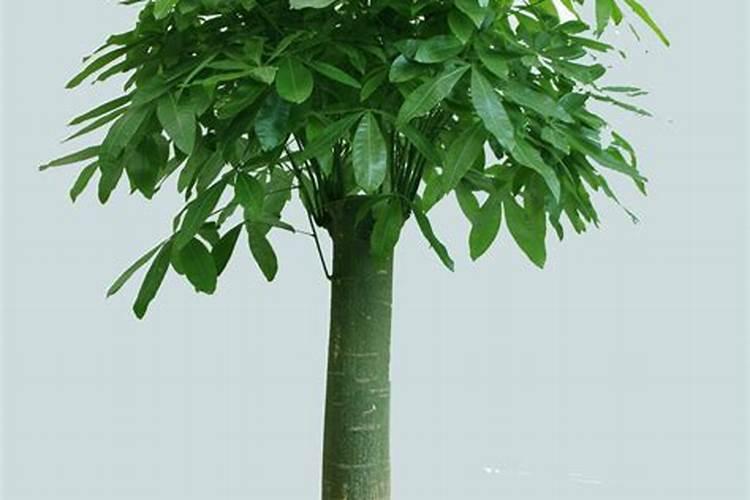 苹果树什么时候用水溶肥,怎么用最好