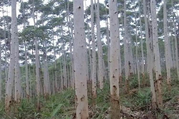 桉树在9月后施肥树吸收好吗上一批桉树因上年年尾轫完,现在才长60百度...