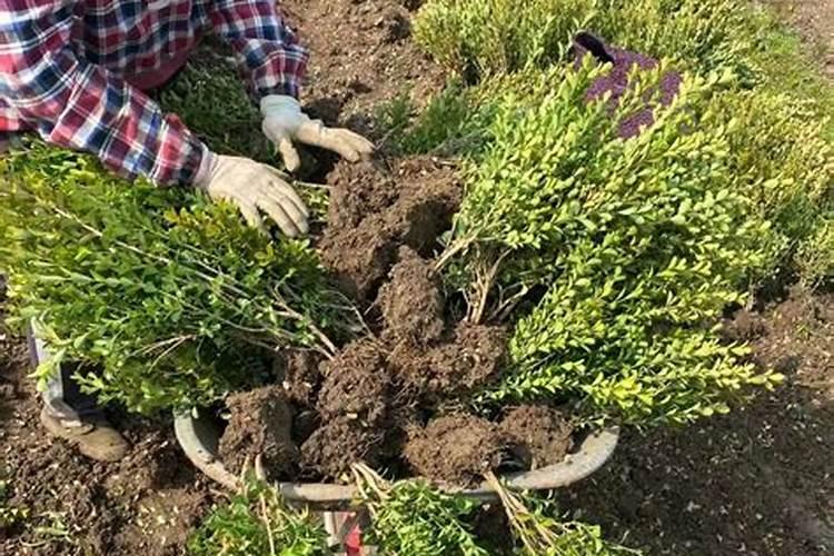 山东海草房旅游景点