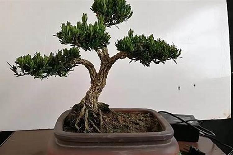 怎样给瓜子黄杨施肥