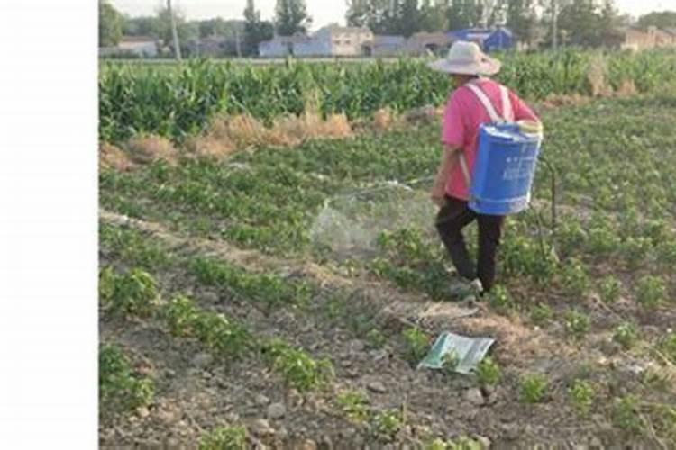 生姜喷施磷酸二氢钾的作用