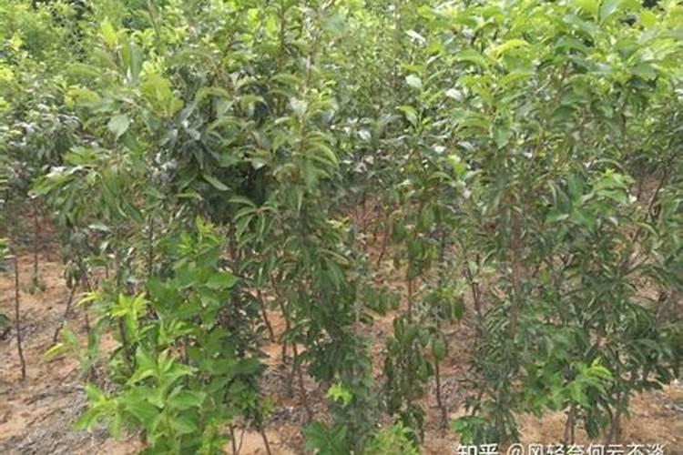 李子树用什么肥料最好,李子树苗施什么肥料比较好