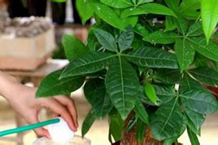 如何让幸福树树干发芽,施加氮肥并注射激活液