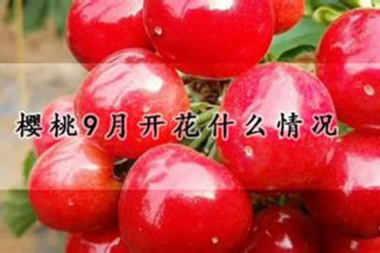 大樱桃秋季用什么肥料