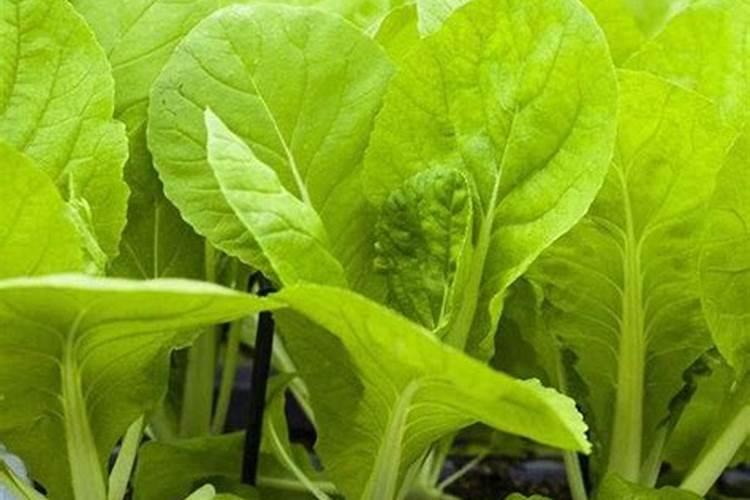 白菜后期施什么肥