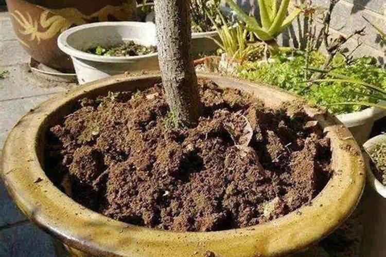 绥中水果旱黄瓜开花生长的适宜温度