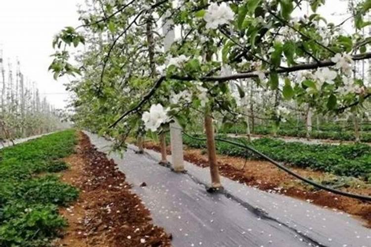 柑橘水溶肥的使用方法？柑橘用什么肥料长得快