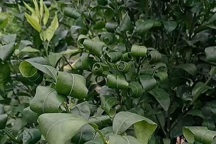 玉米抽穗期怎么管理？