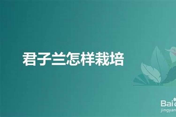 东北园子里适合种植什么果树车厘子树苗出售