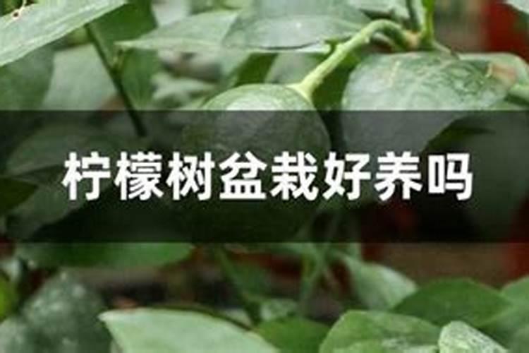 柠檬树怎么施肥？