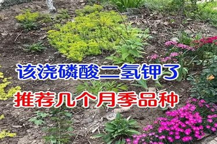 甲维虫螨腈使用注意事项