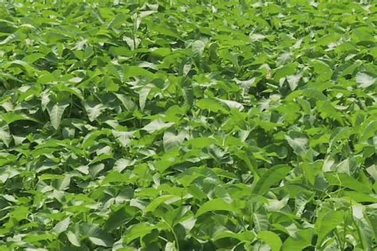 硼肥种菜对人体有害吗