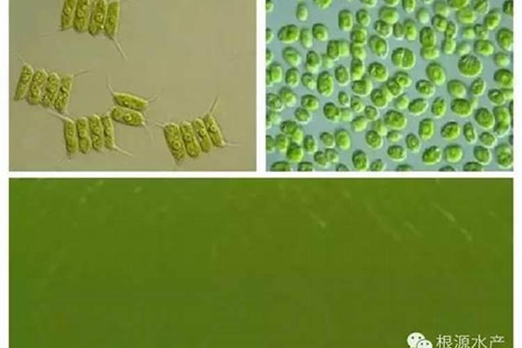 黑龙江省黑河市种植玉米一亩地,能赚多少钱,每亩成本多少？谢谢