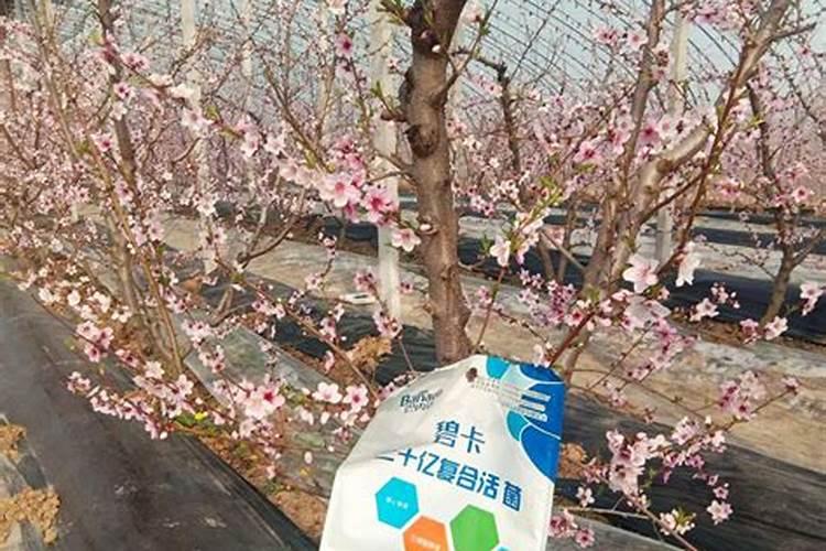 果树不旺盛用什么肥料