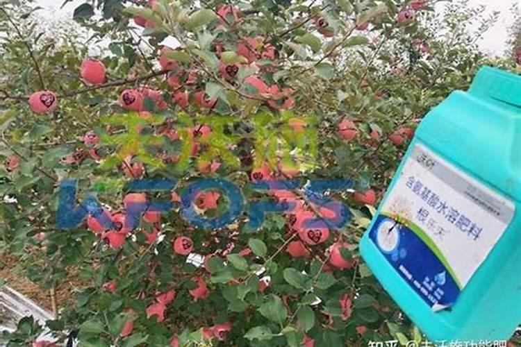 猕猴桃摘完后应施啥肥？ .