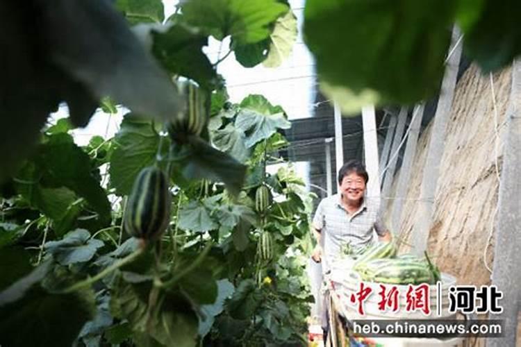 甜瓜喷芸苔素内酯有什么作用