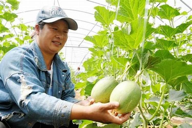 甜瓜病毒病怎么治效果好