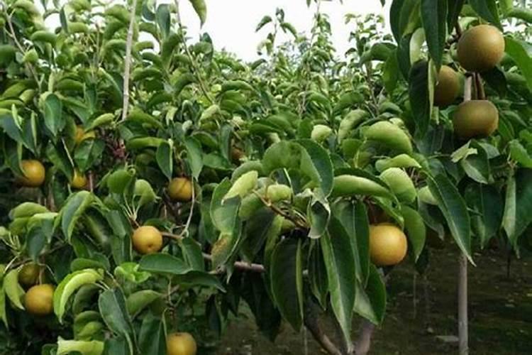 库尔勒香梨的种植管理技术 生长需要什么条件