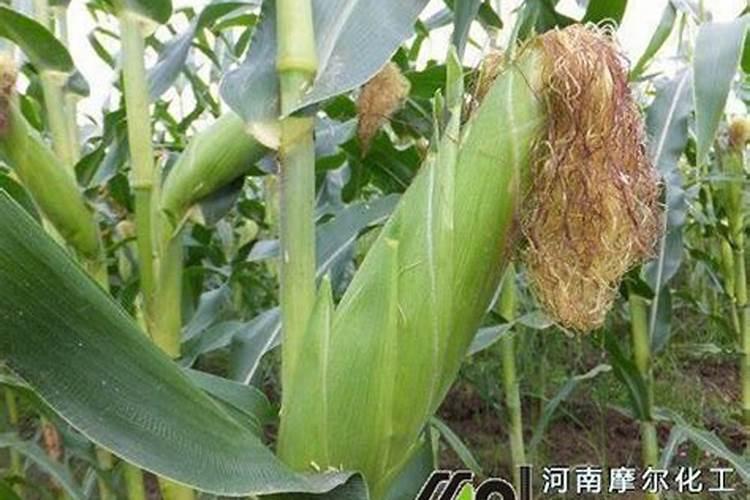 美思特控释肥效果怎么样？