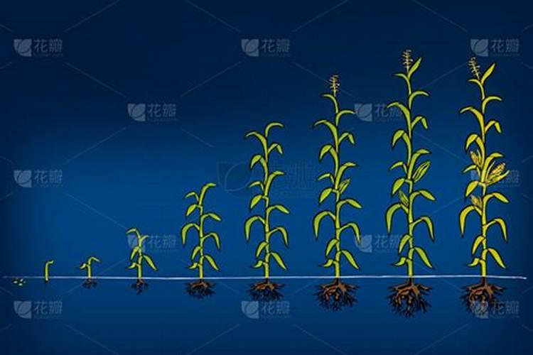 菜地可以放石灰吗