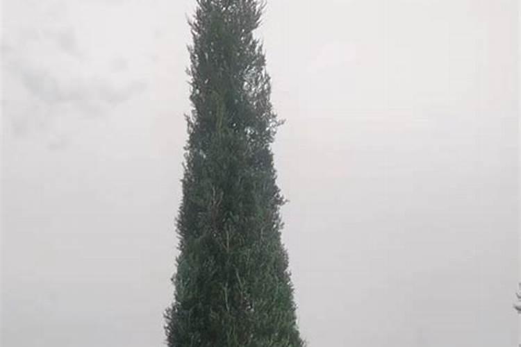 塔柏树种子育苗方法