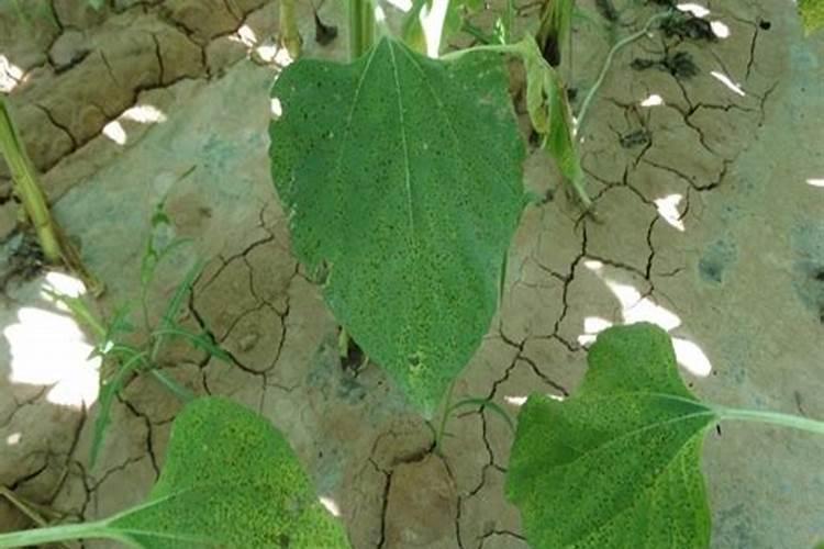 向日葵的施肥方法什么肥料好？