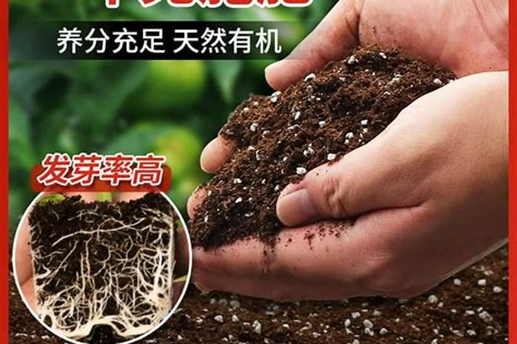 夏黑葡萄的种植技术