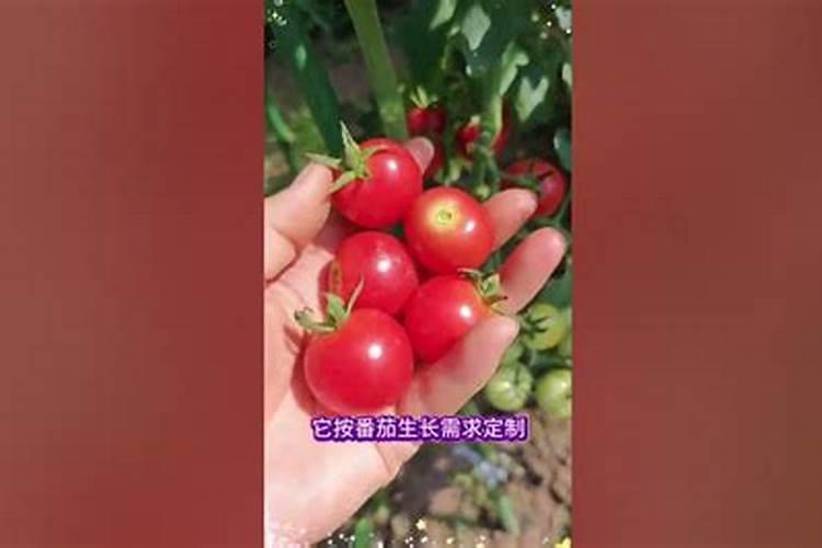 西红柿需要肥料的比例是多少？西红柿后期需要高钾肥？