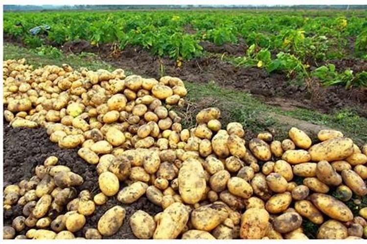 土豆施磷酸二氢钾使用方法