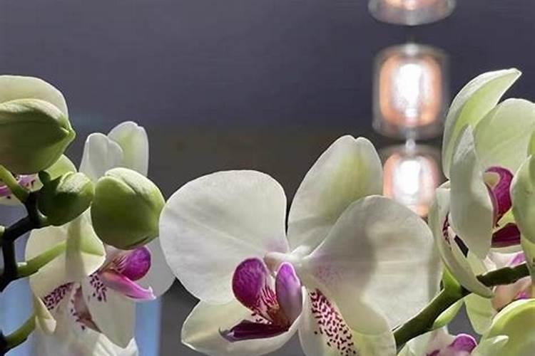 什么药剂能让花死