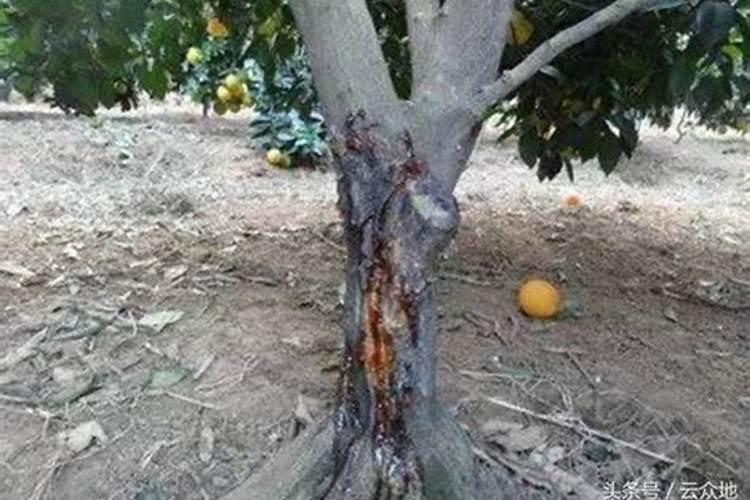 马铃薯用什么叶面肥好 打几次效果好