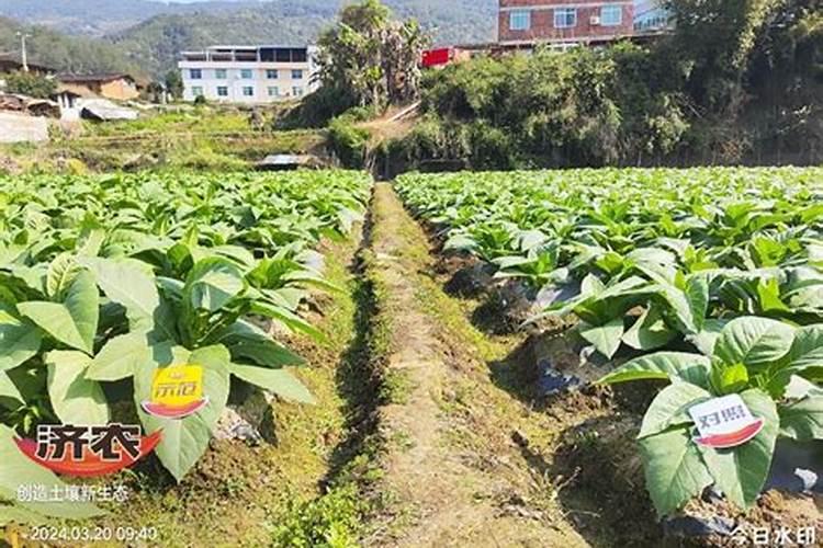 磷酸二氢钾可以和复合肥混合使用吗