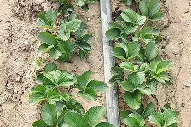 草莓怎样施肥可促萌芽