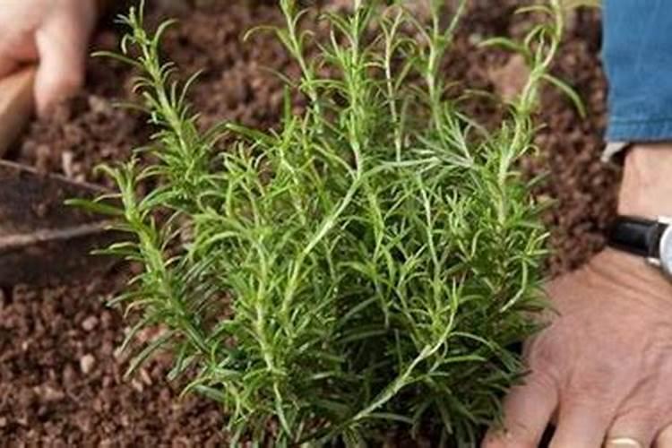 迷迭香怎么施肥