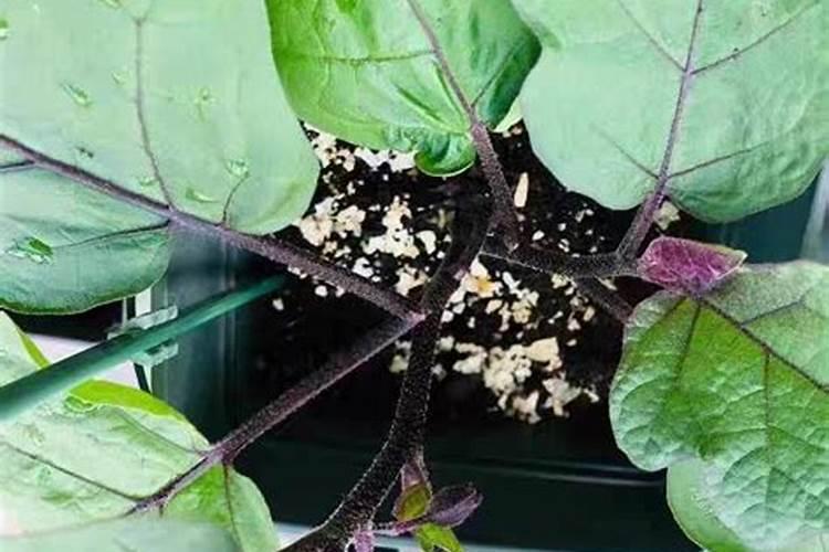 大棚种植茄子需要什么肥料