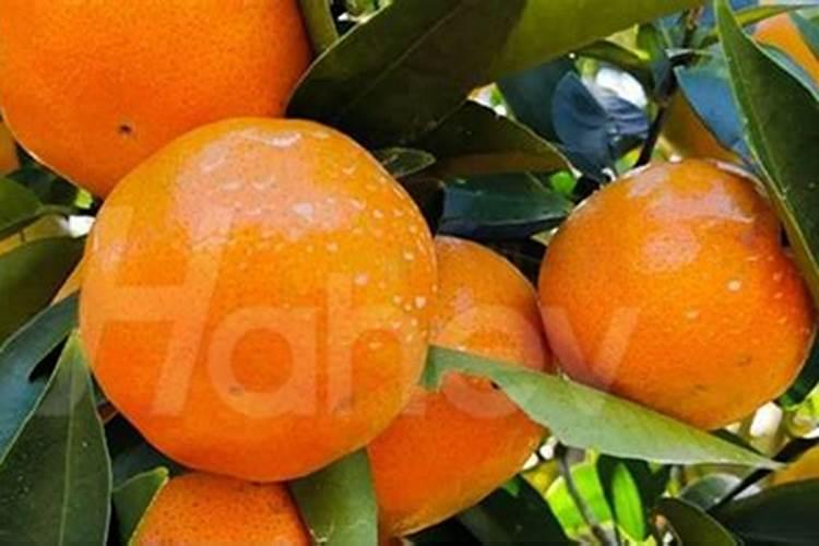 沃柑用什么肥料最好
