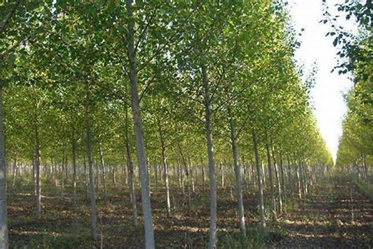 黄腐酸钾生产厂家