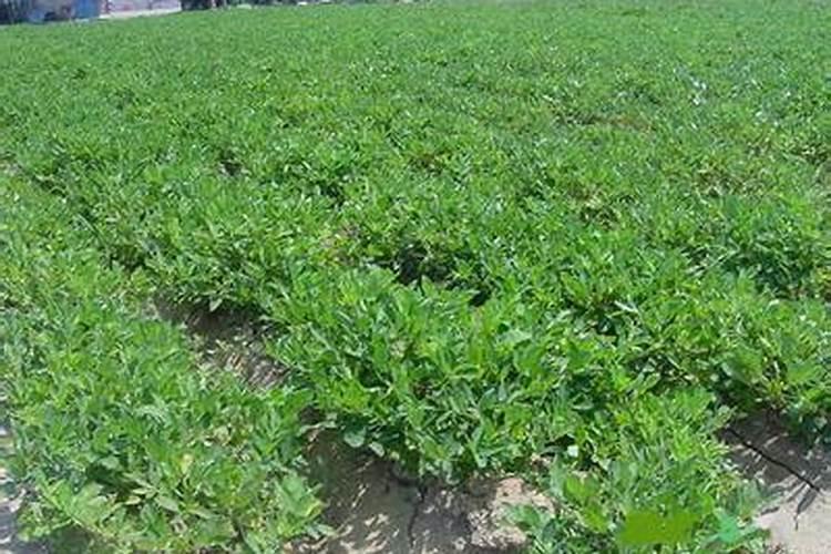白鲜皮种植技术及亩收益 和野生的有何区别