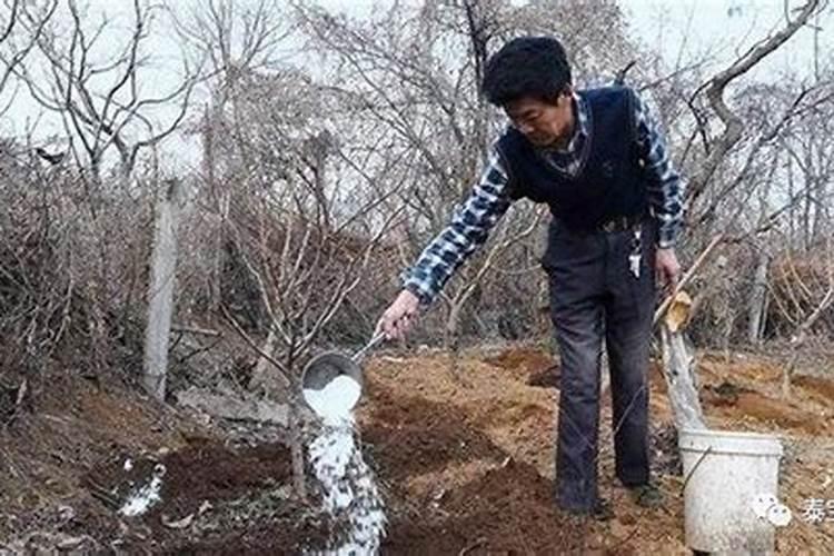 花生追钙肥什么时候最好？该如何进行追钙？