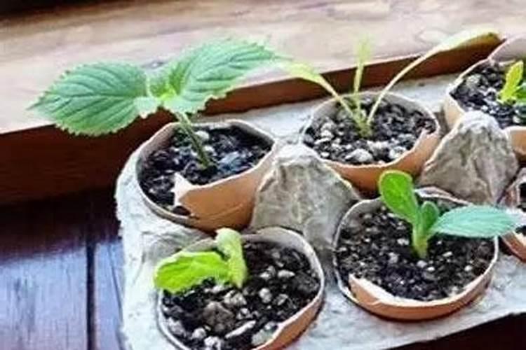 洛索洛芬钠胶囊怎么样