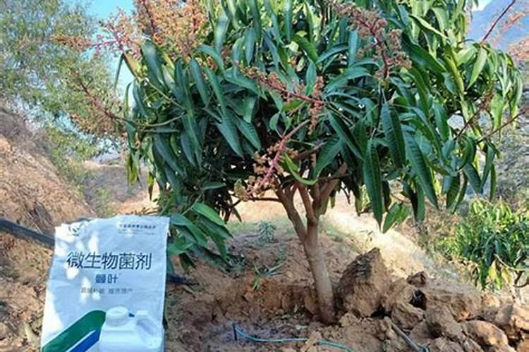 用根大菜叶子怎么做面鱼的卤子