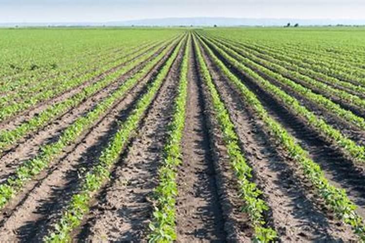 苗大帅是什么肥