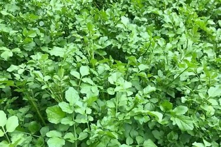 西洋菜又叫什么菜,种植西洋菜的方法